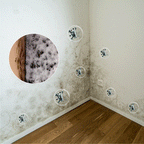 Wall Mold Remover Spray | BUY 1 GET 1 FREE!