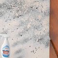 Wall Mold Remover Spray | BUY 1 GET 1 FREE!